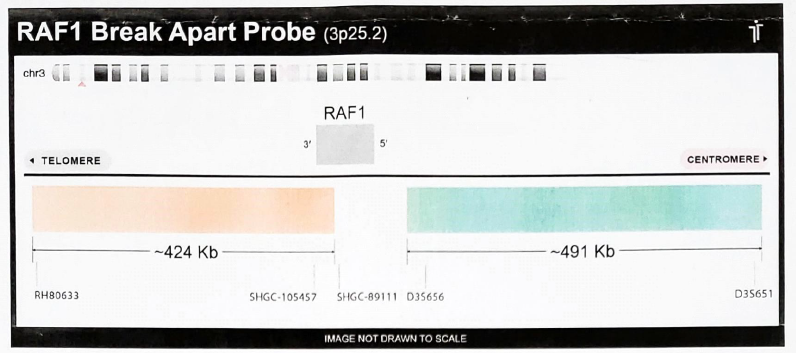 RAF1 break apart probe